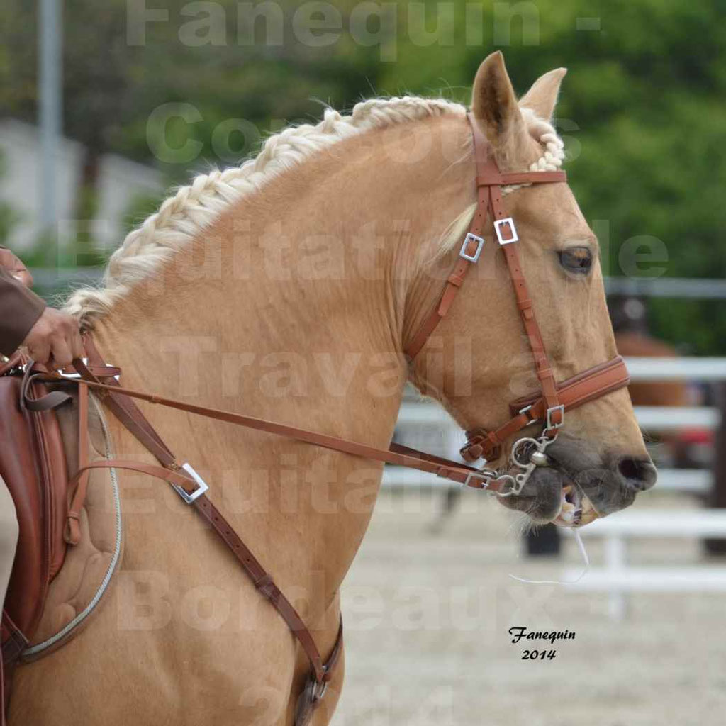 Salon Equitaine Bordeaux 2014 - Portraits de chevaux d'Equitation de travail - 21