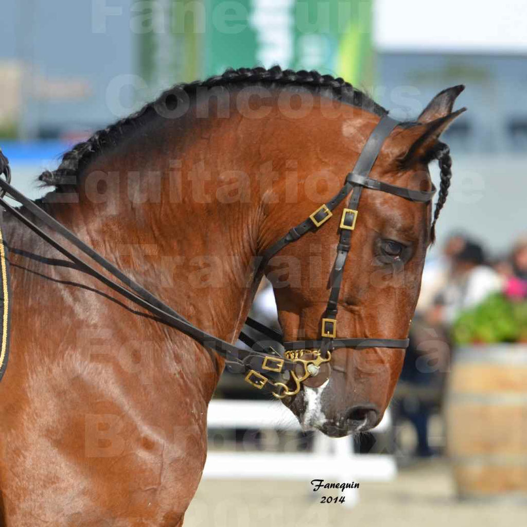 Salon Equitaine Bordeaux 2014 - Portraits de chevaux d'Equitation de travail - 71