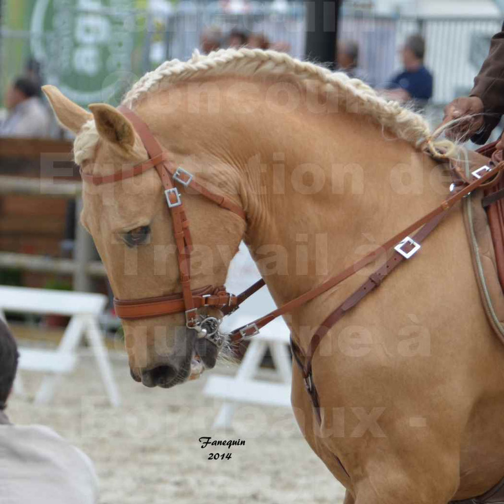 Salon Equitaine Bordeaux 2014 - Portraits de chevaux d'Equitation de travail - 23