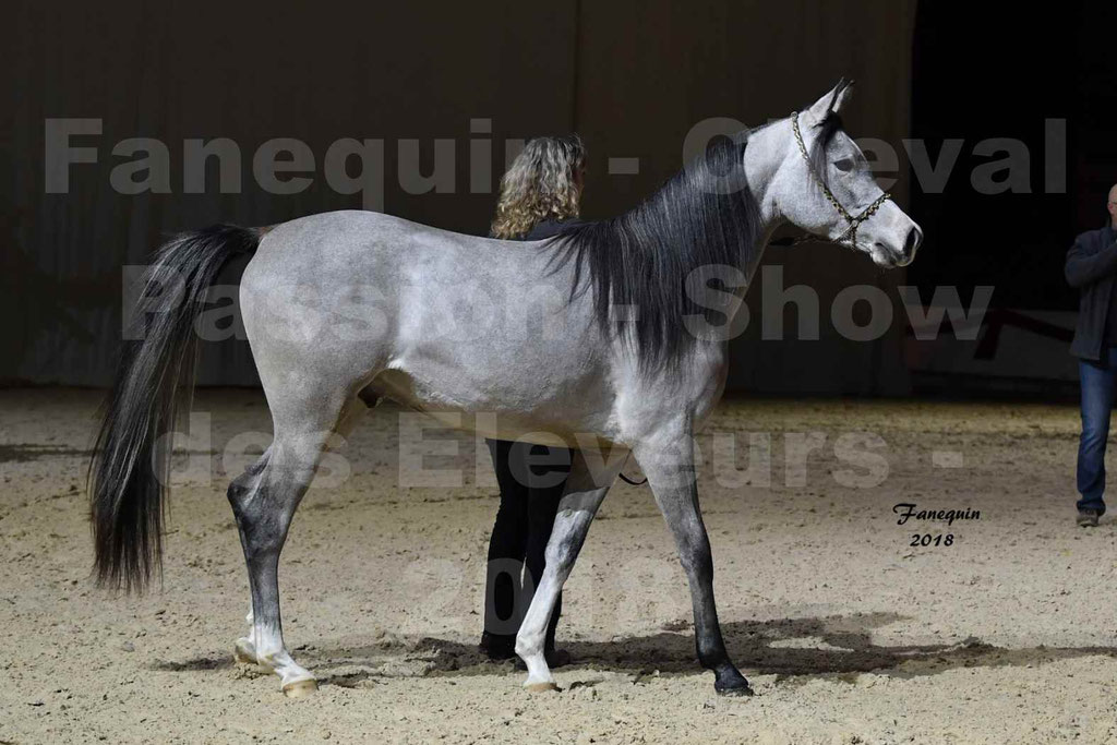 Cheval passion 2018 - Show des éleveurs - Chevaux ARABES - Notre Sélection - 13