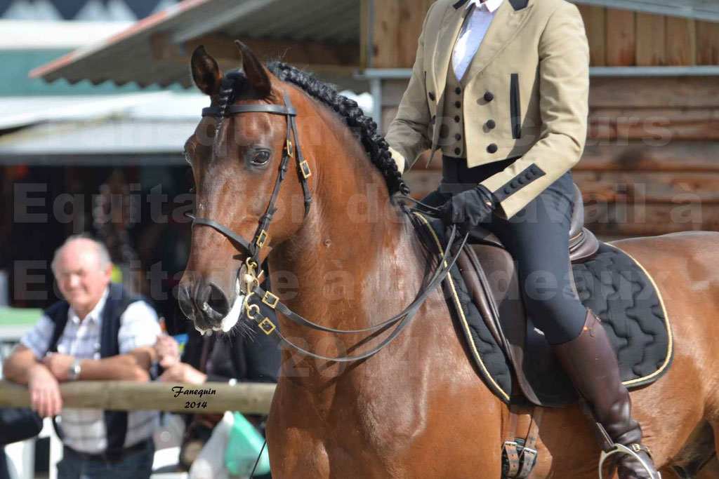 Salon Equitaine Bordeaux 2014 - Portraits de chevaux d'Equitation de travail - 46