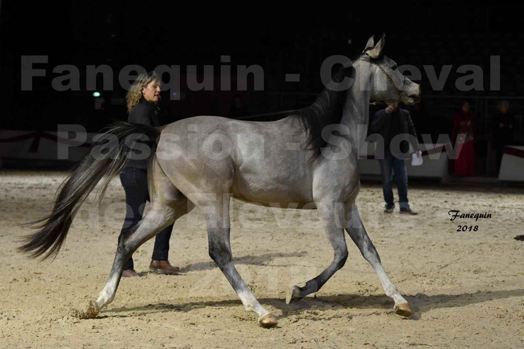 Cheval passion 2018 - Show des éleveurs - Chevaux ARABES - Notre Sélection - 10