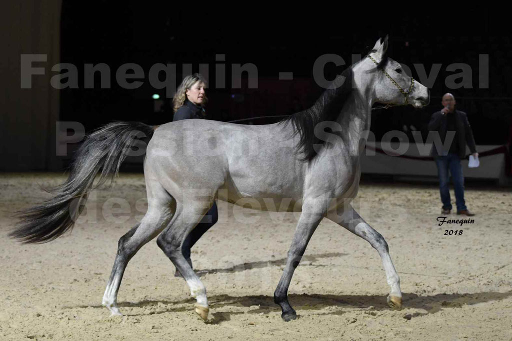 Cheval passion 2018 - Show des éleveurs - Chevaux ARABES - Notre Sélection - 09