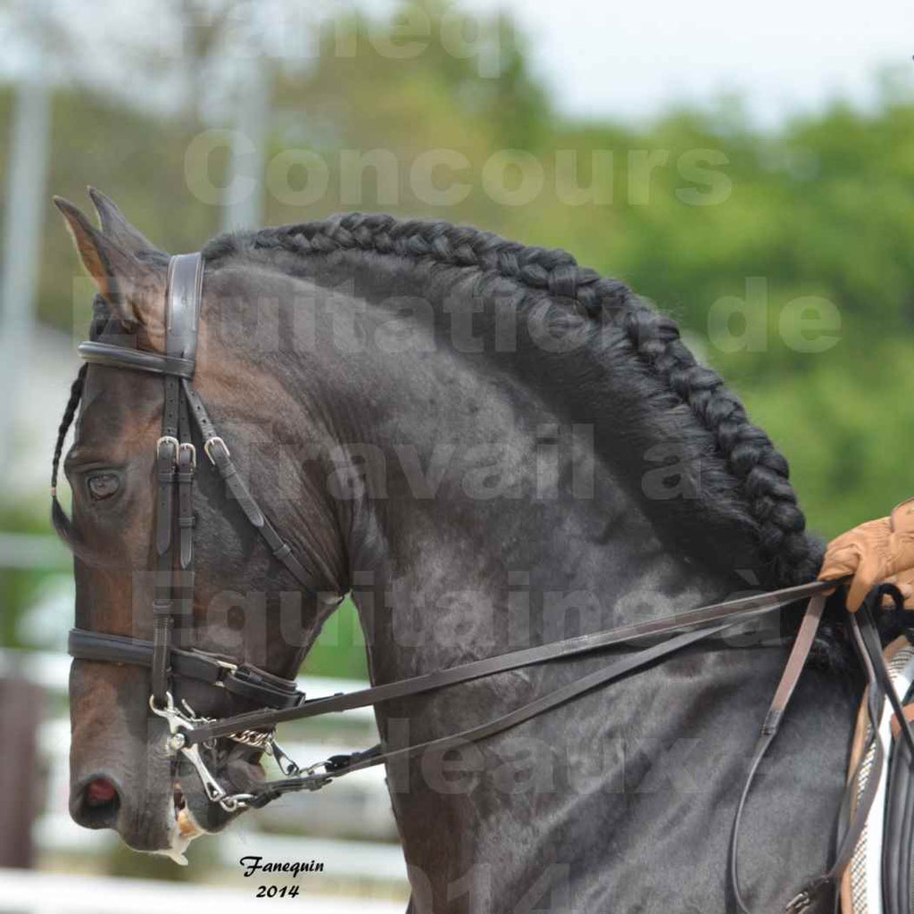 Salon Equitaine Bordeaux 2014 - Portraits de chevaux d'Equitation de travail - 42