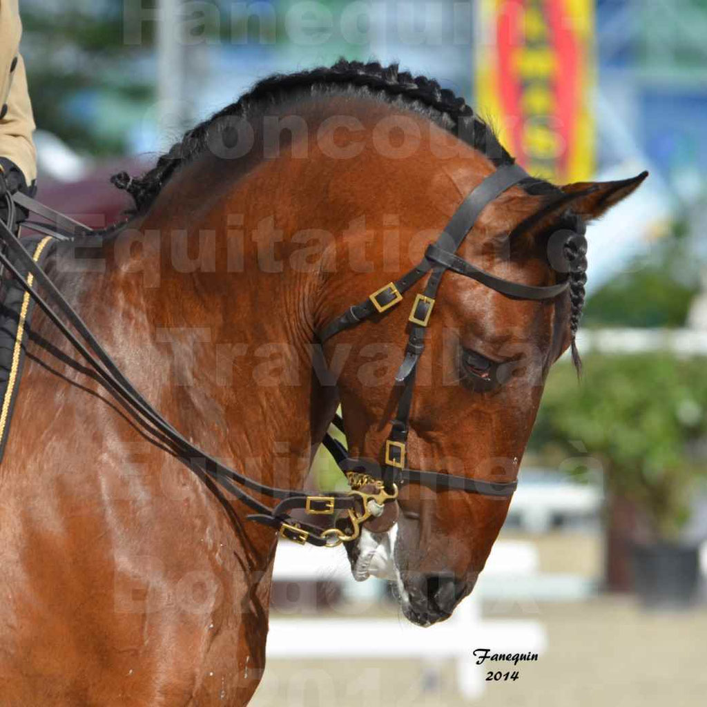 Salon Equitaine Bordeaux 2014 - Portraits de chevaux d'Equitation de travail - 65