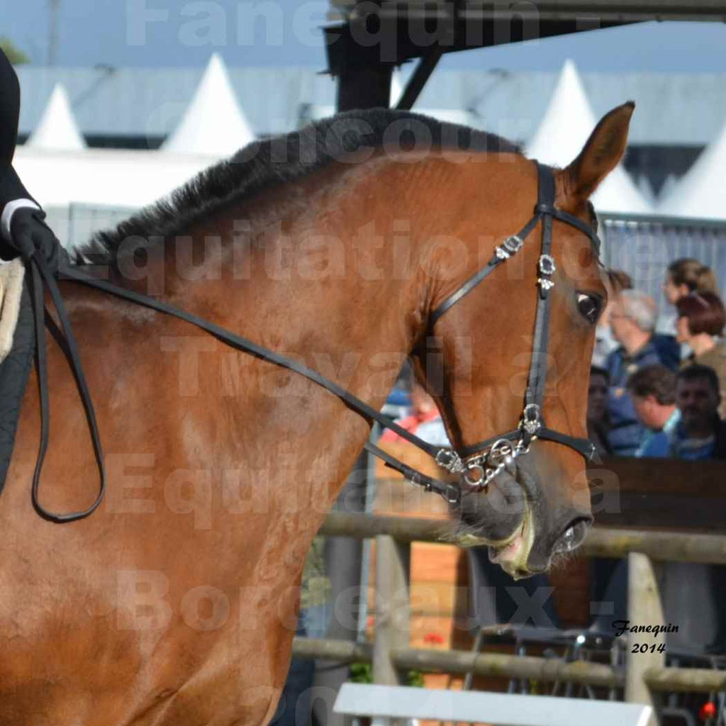 Salon Equitaine Bordeaux 2014 - Portraits de chevaux d'Equitation de travail - 38