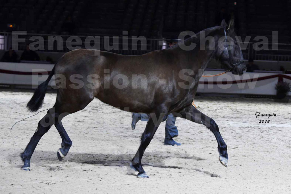 Cheval passion 2018 - Show des éleveurs - Chevaux ESPAGNOL - Notre Sélection - 05