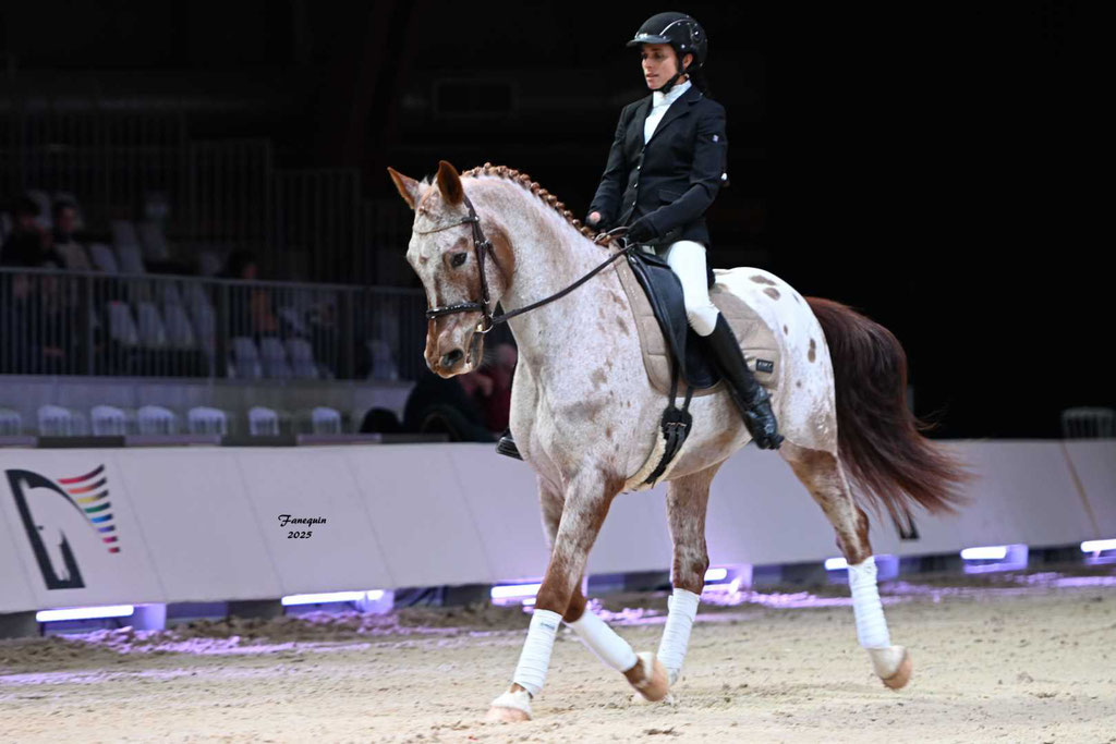 Cheval passion 2025 - Show d'Elevages - Chevaux demi-Sang ARABES de Dressage