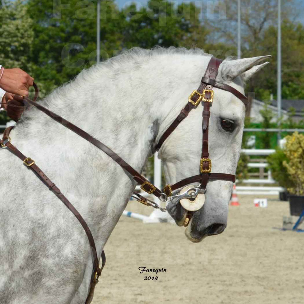 Salon Equitaine Bordeaux 2014 - Portraits de chevaux d'Equitation de travail - 60