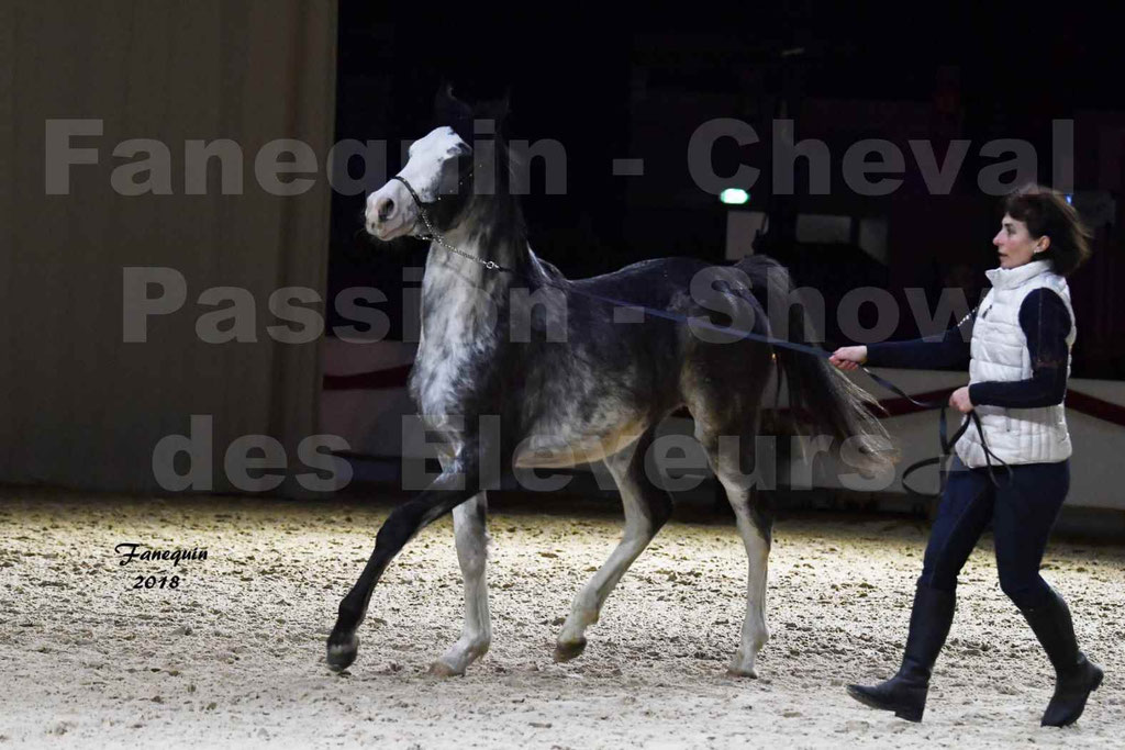 Cheval passion 2018 - Show des éleveurs - Chevaux ARABES - Notre Sélection - 17