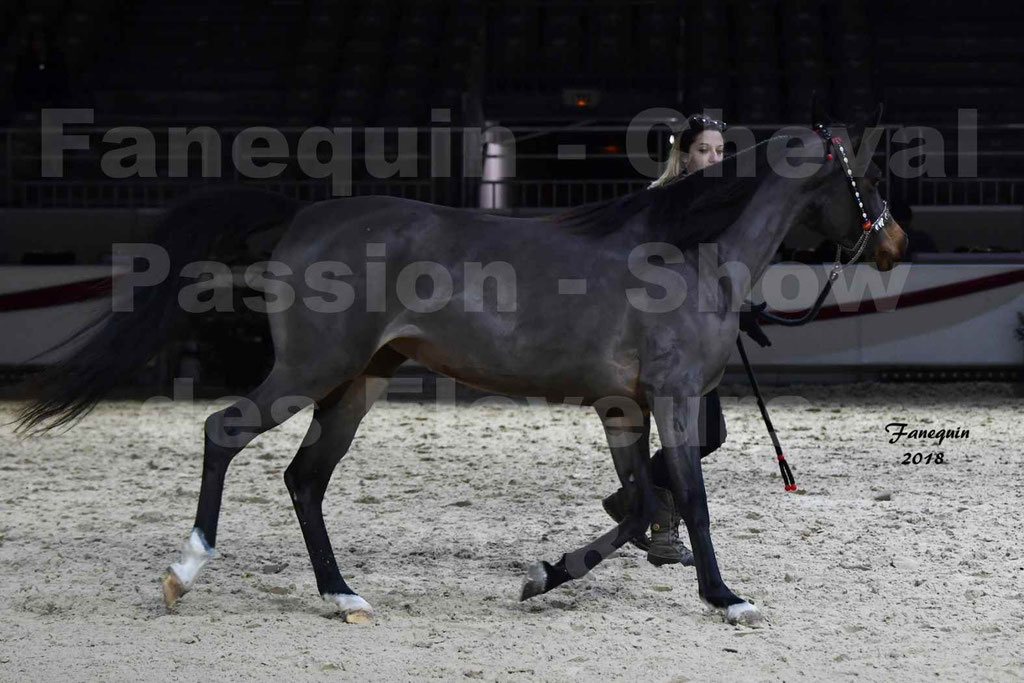 Cheval passion 2018 - Show des éleveurs - Chevaux ARABES - Notre Sélection - 12