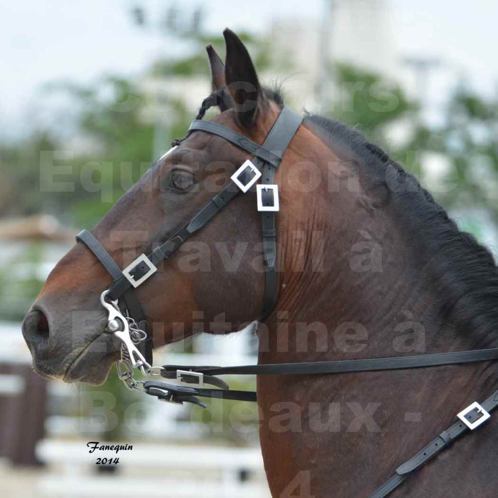 Salon Equitaine Bordeaux 2014 - Portraits de chevaux d'Equitation de travail - 16