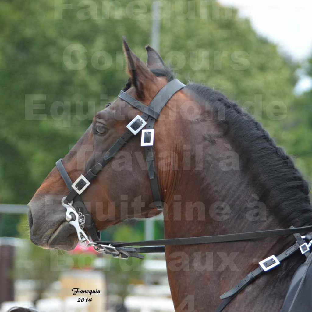Salon Equitaine Bordeaux 2014 - Portraits de chevaux d'Equitation de travail - 17