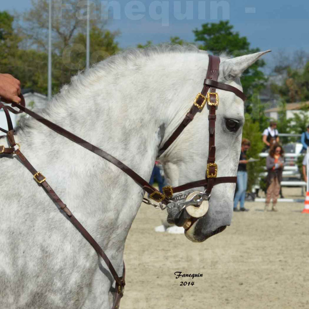 Salon Equitaine Bordeaux 2014 - Portraits de chevaux d'Equitation de travail - 50