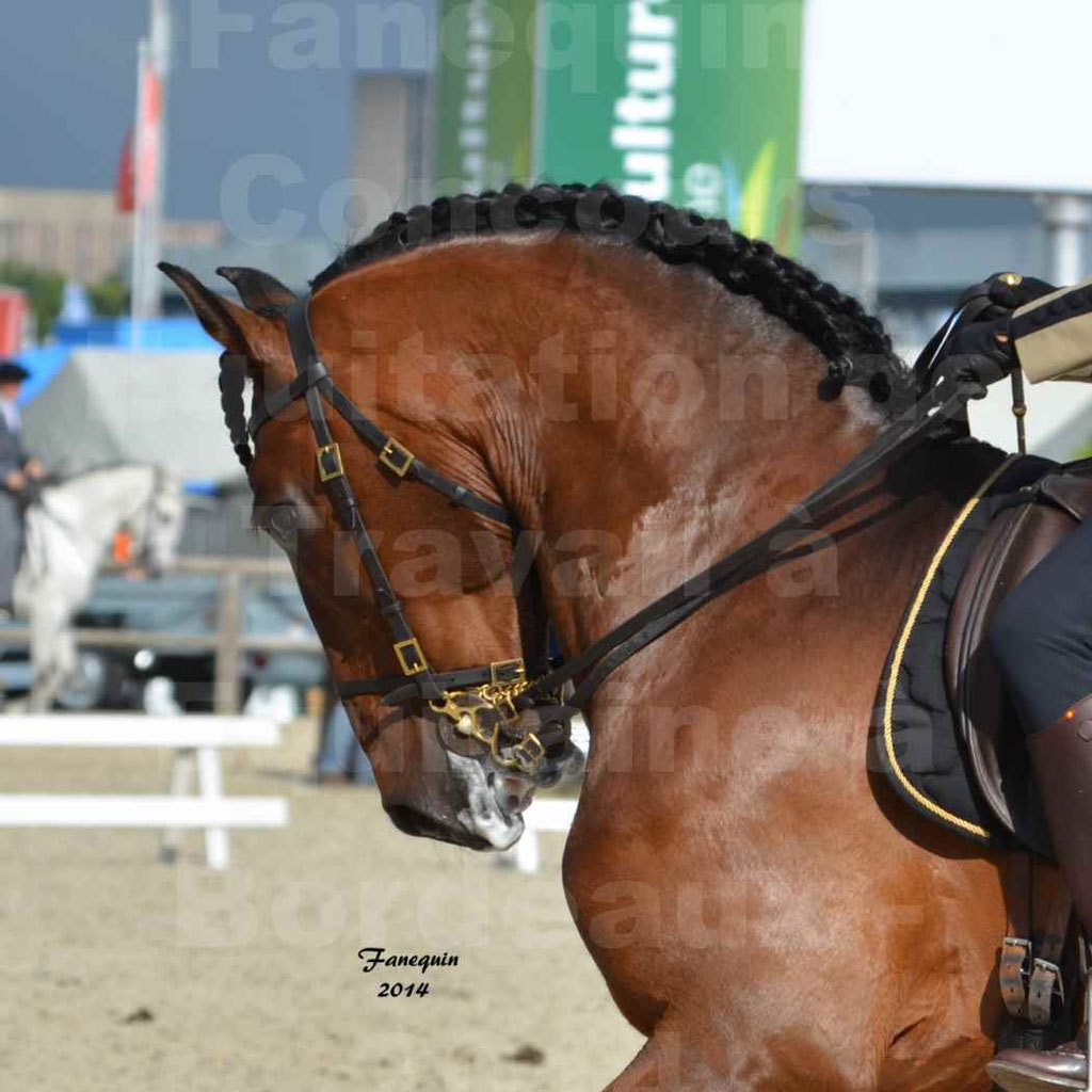 Salon Equitaine Bordeaux 2014 - Portraits de chevaux d'Equitation de travail - 55