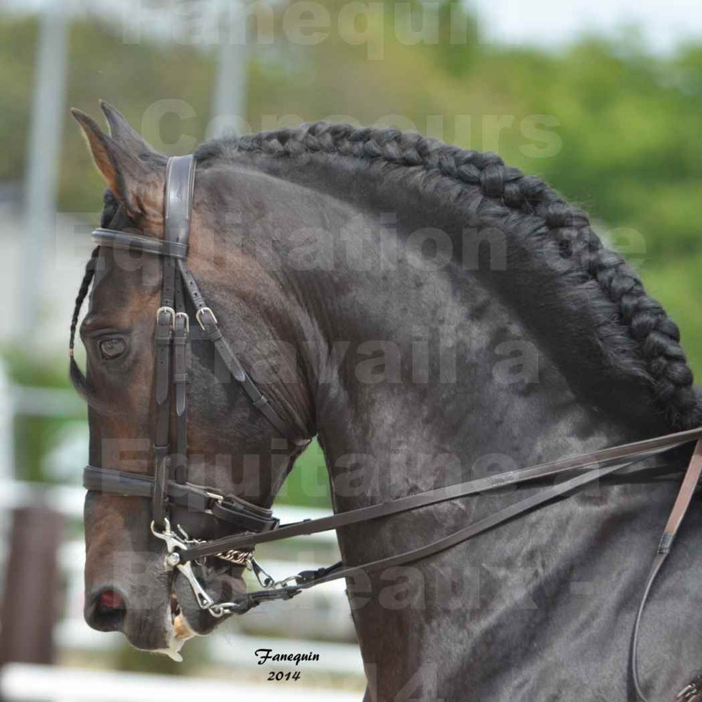 Salon Equitaine Bordeaux 2014 - Portraits de chevaux d'Equitation de travail - 27