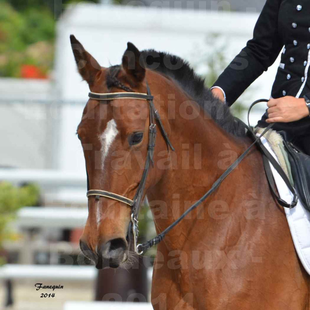 Salon Equitaine Bordeaux 2014 - Portraits de chevaux d'Equitation de travail - 89