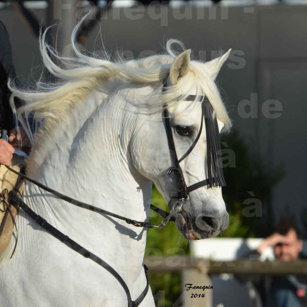 Salon Equitaine Bordeaux 2014 - Portraits de chevaux d'Equitation de travail - 84