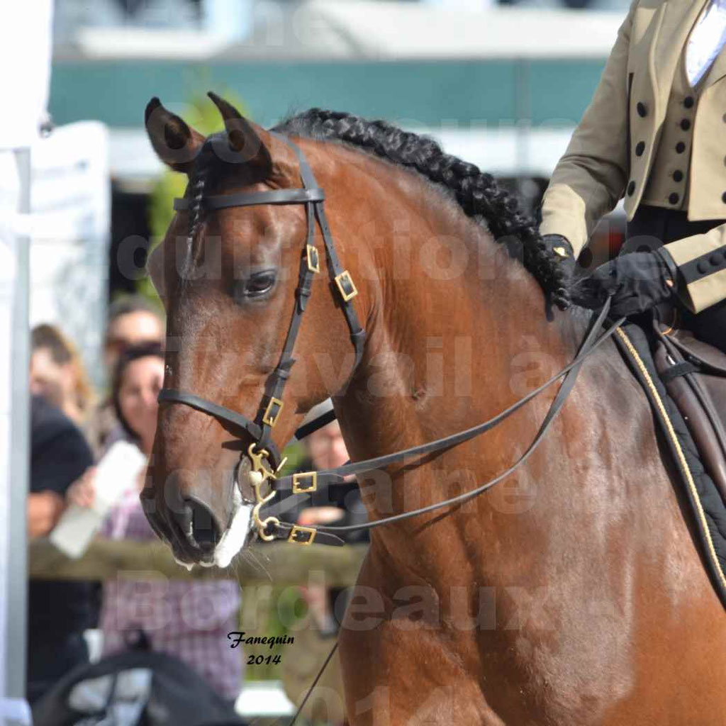 Salon Equitaine Bordeaux 2014 - Portraits de chevaux d'Equitation de travail - 47