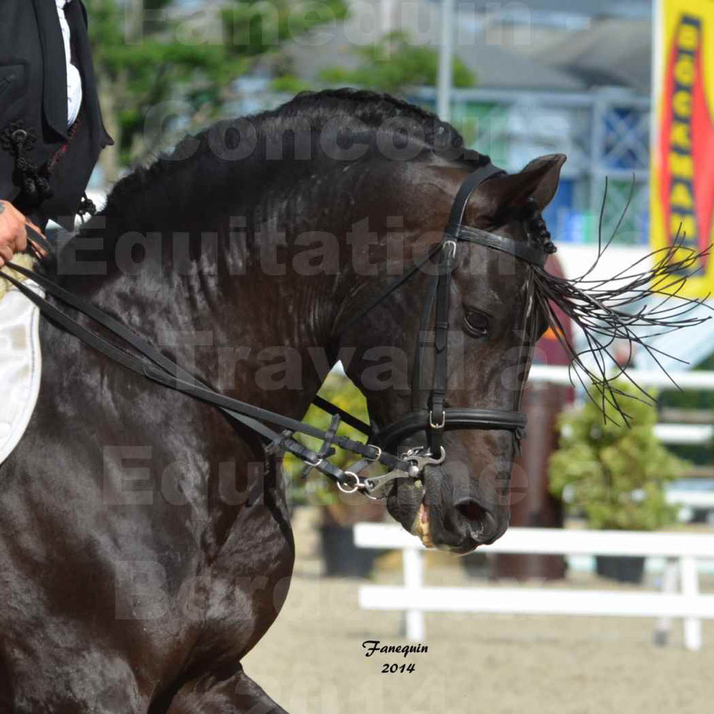 Salon Equitaine Bordeaux 2014 - Portraits de chevaux d'Equitation de travail - 07