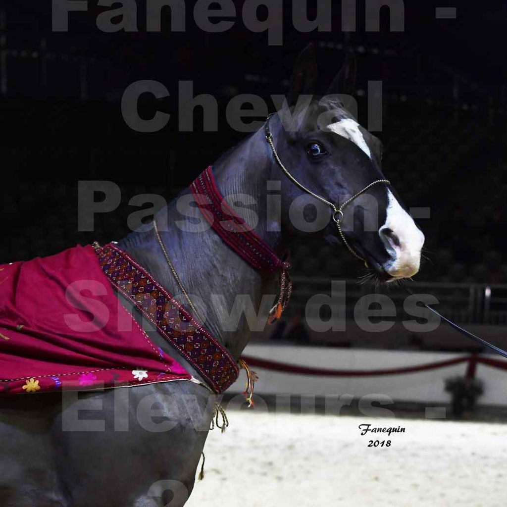 Cheval passion 2018 - Show des éleveurs - AKHAL TEKE - Notre Sélection - Portraits - 2