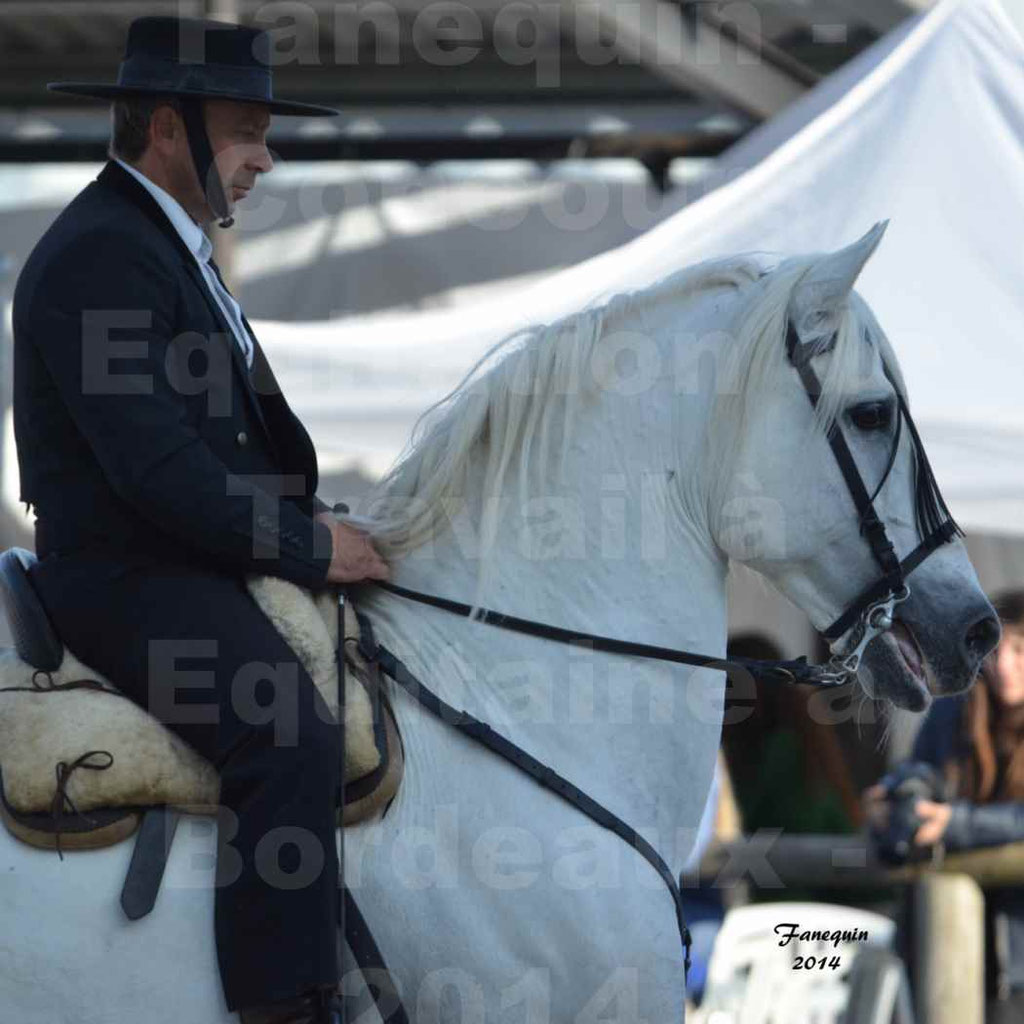 Salon Equitaine Bordeaux 2014 - Portraits de chevaux d'Equitation de travail - 32