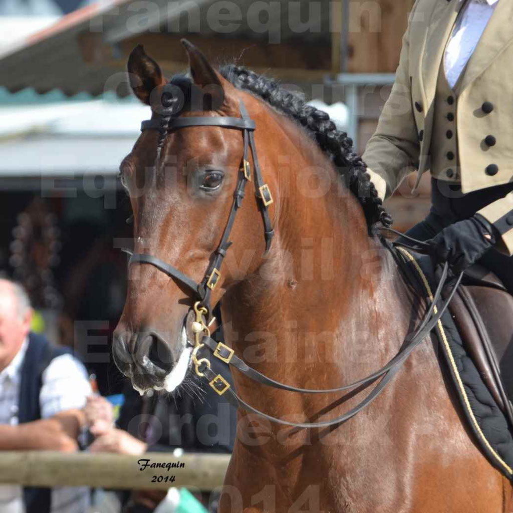 Salon Equitaine Bordeaux 2014 - Portraits de chevaux d'Equitation de travail - 45