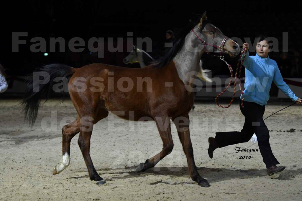 Cheval passion 2018 - Show des éleveurs - Chevaux ARABES - Notre Sélection - 23