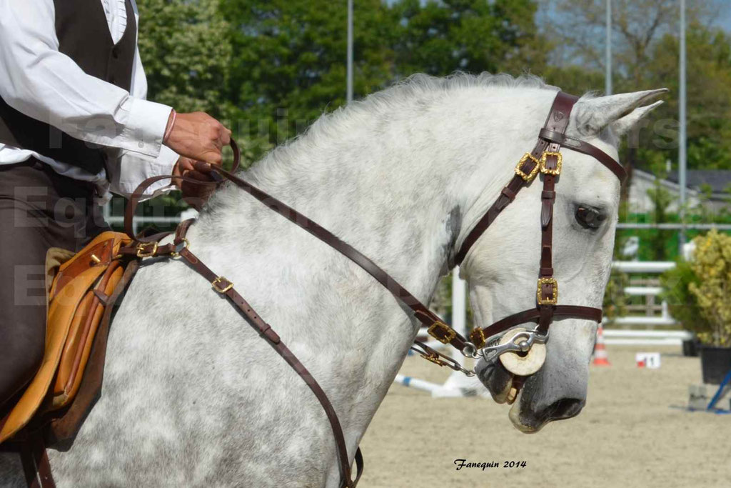 Salon Equitaine Bordeaux 2014 - Portraits de chevaux d'Equitation de travail - 66
