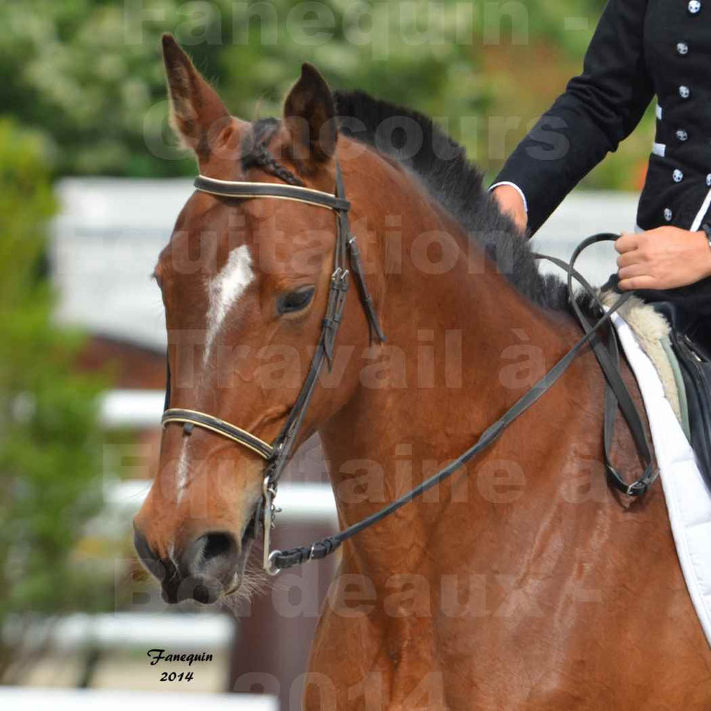Salon Equitaine Bordeaux 2014 - Portraits de chevaux d'Equitation de travail - 91