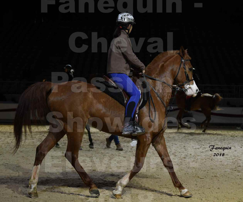 Cheval passion 2018 - Show des éleveurs - Chevaux ARABES - Notre Sélection - 37