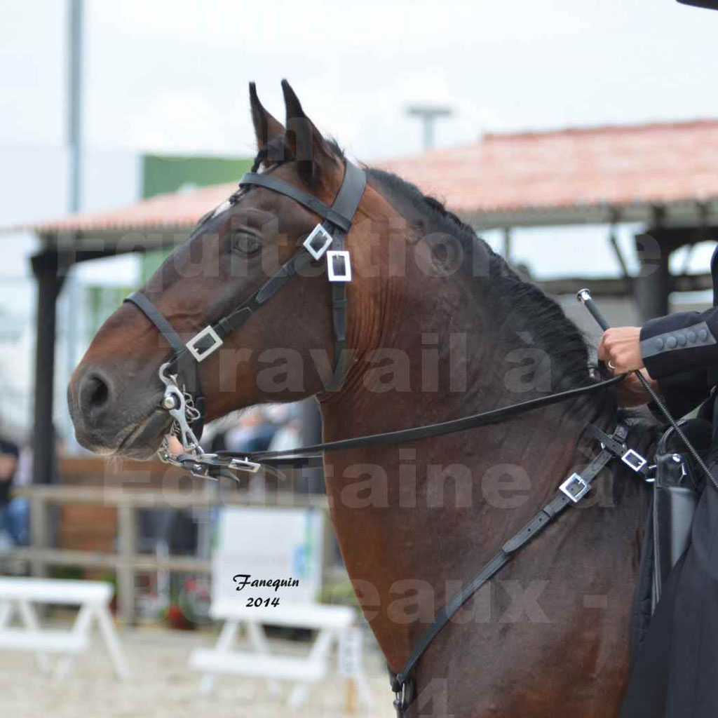 Salon Equitaine Bordeaux 2014 - Portraits de chevaux d'Equitation de travail - 73