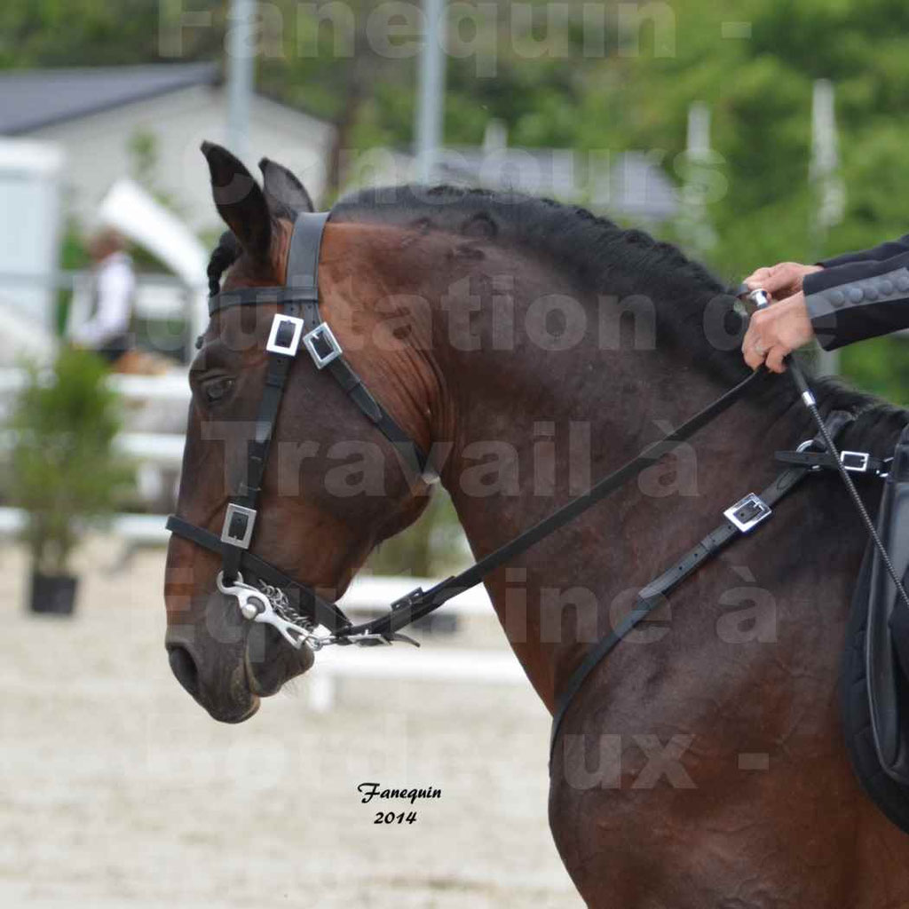 Salon Equitaine Bordeaux 2014 - Portraits de chevaux d'Equitation de travail - 77