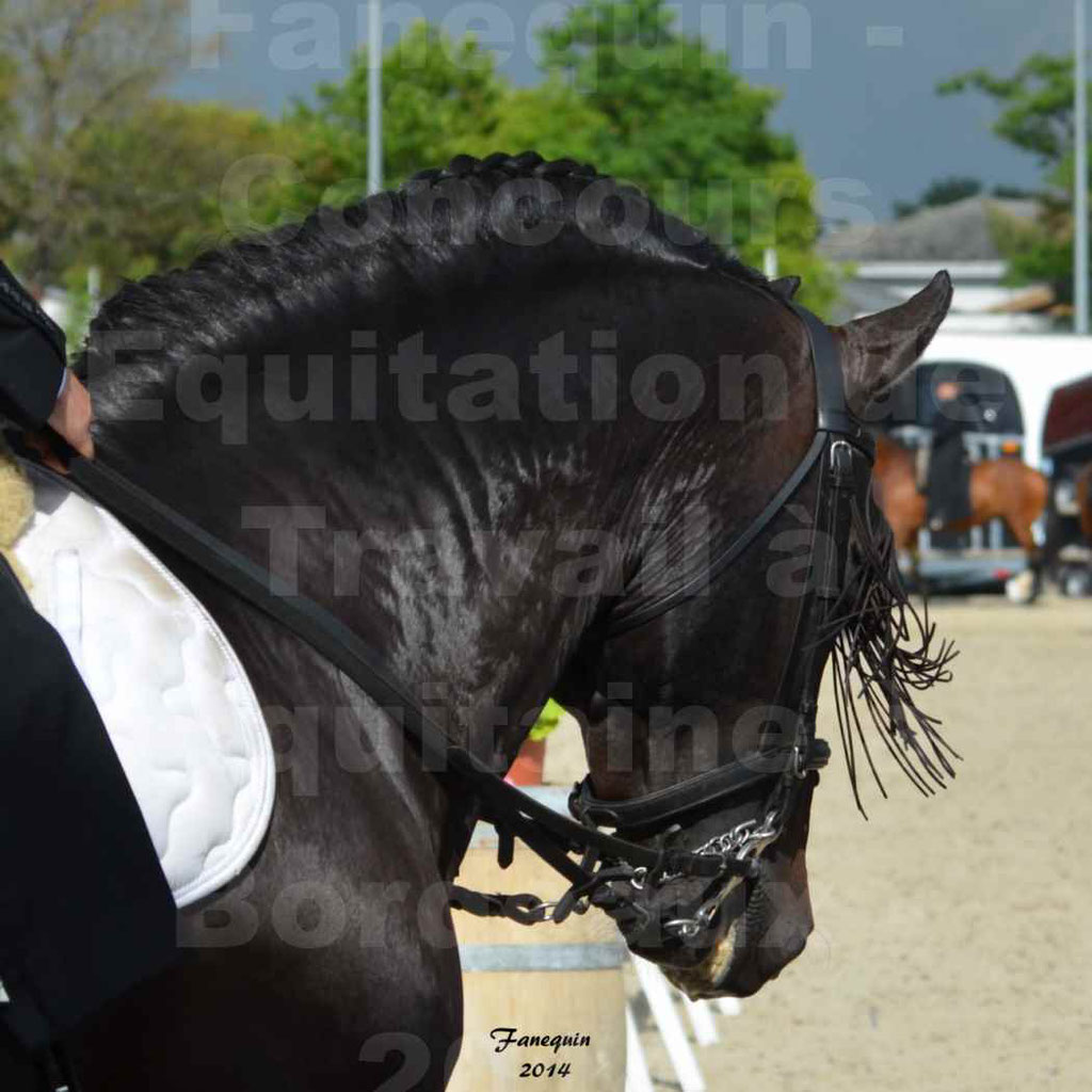 Salon Equitaine Bordeaux 2014 - Portraits de chevaux d'Equitation de travail - 04