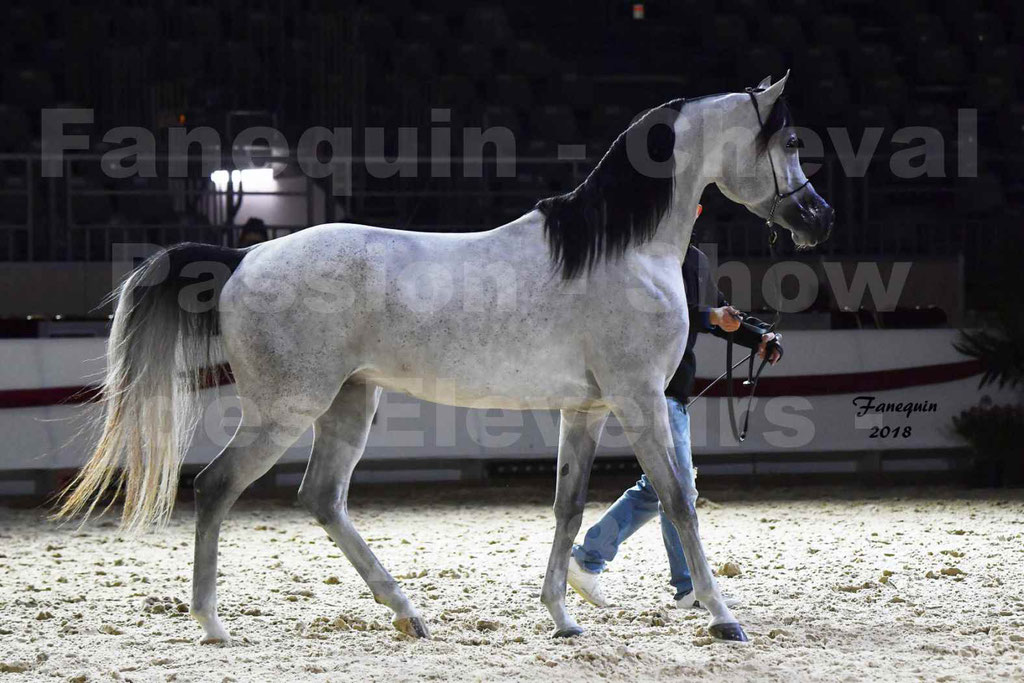 Cheval passion 2018 - Show des éleveurs - Chevaux ARABES - Notre Sélection - 53