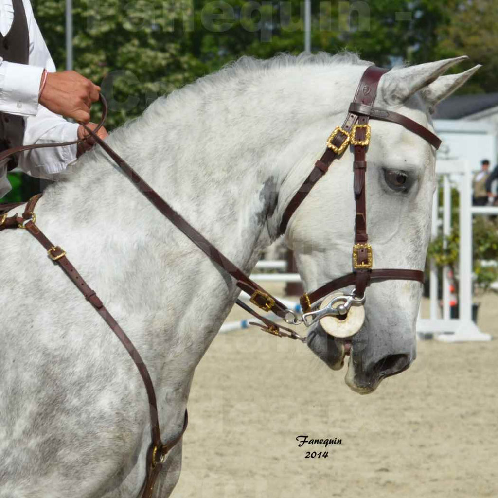 Salon Equitaine Bordeaux 2014 - Portraits de chevaux d'Equitation de travail - 59