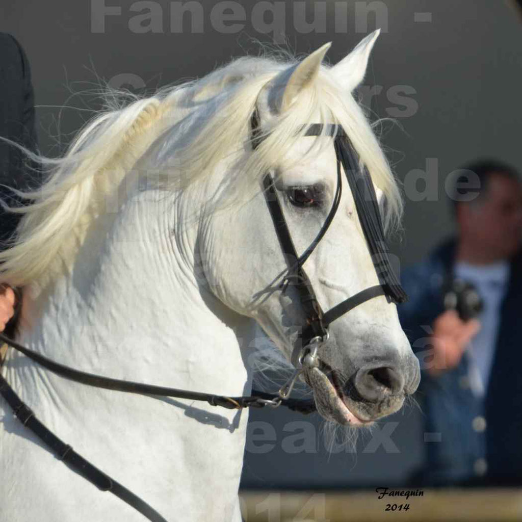 Salon Equitaine Bordeaux 2014 - Portraits de chevaux d'Equitation de travail - 90