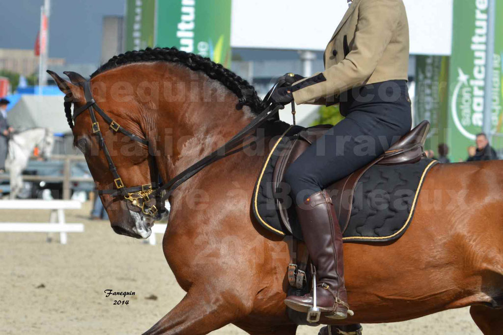 Salon Equitaine Bordeaux 2014 - Portraits de chevaux d'Equitation de travail - 56
