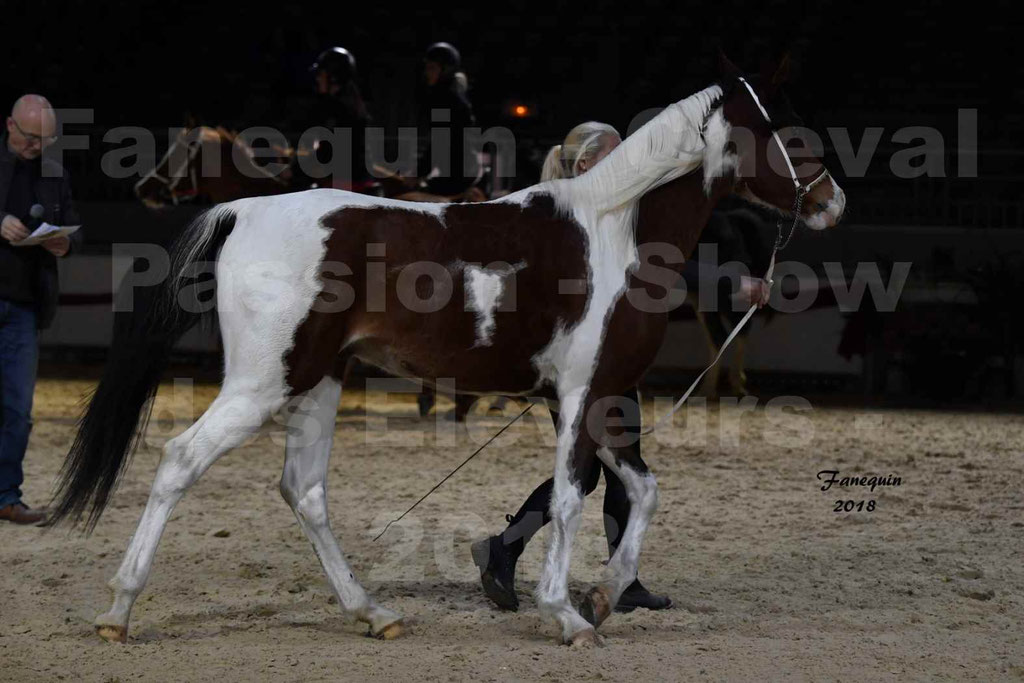 Cheval passion 2018 - Show des éleveurs - Chevaux ARABES - Notre Sélection - 21