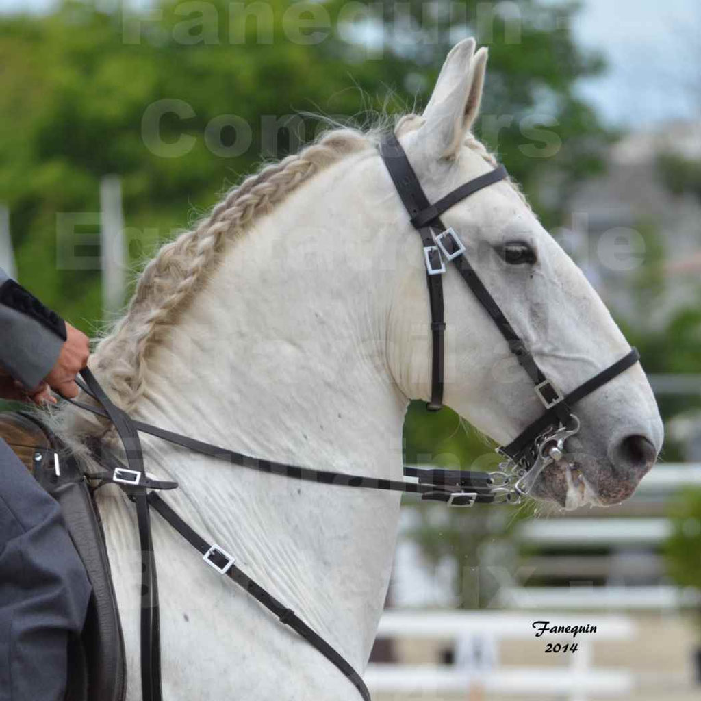 Salon Equitaine Bordeaux 2014 - Portraits de chevaux d'Equitation de travail - 02