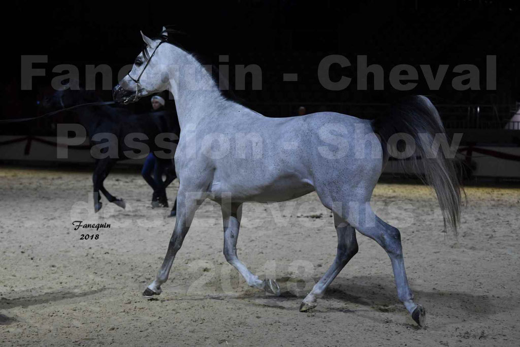 Cheval passion 2018 - Show des éleveurs - Chevaux ARABES - Notre Sélection - 51