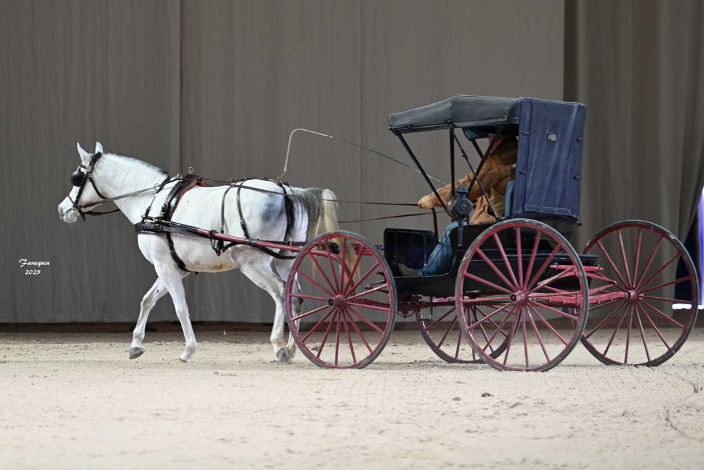 Cheval passion 2025 - Show d'Elevages - Chevaux ARABES d'Attelage