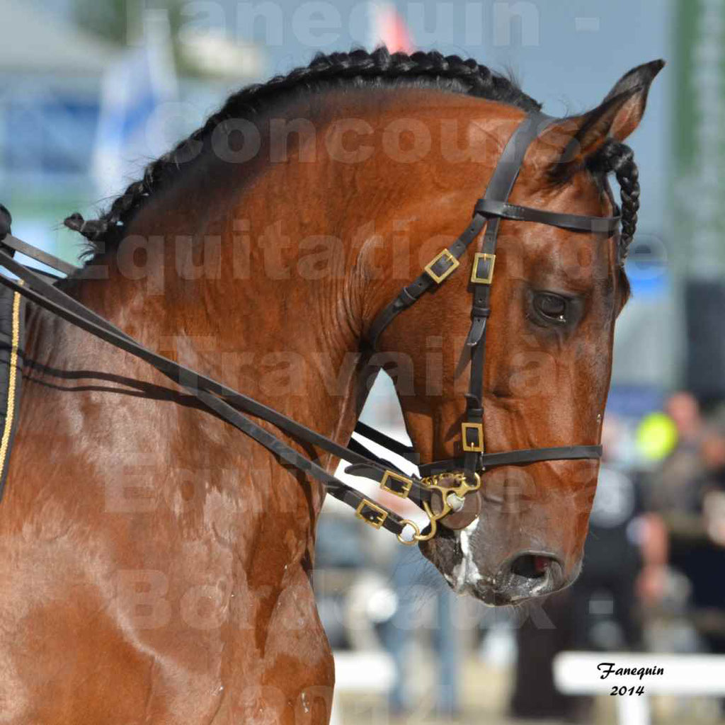 Salon Equitaine Bordeaux 2014 - Portraits de chevaux d'Equitation de travail - 12
