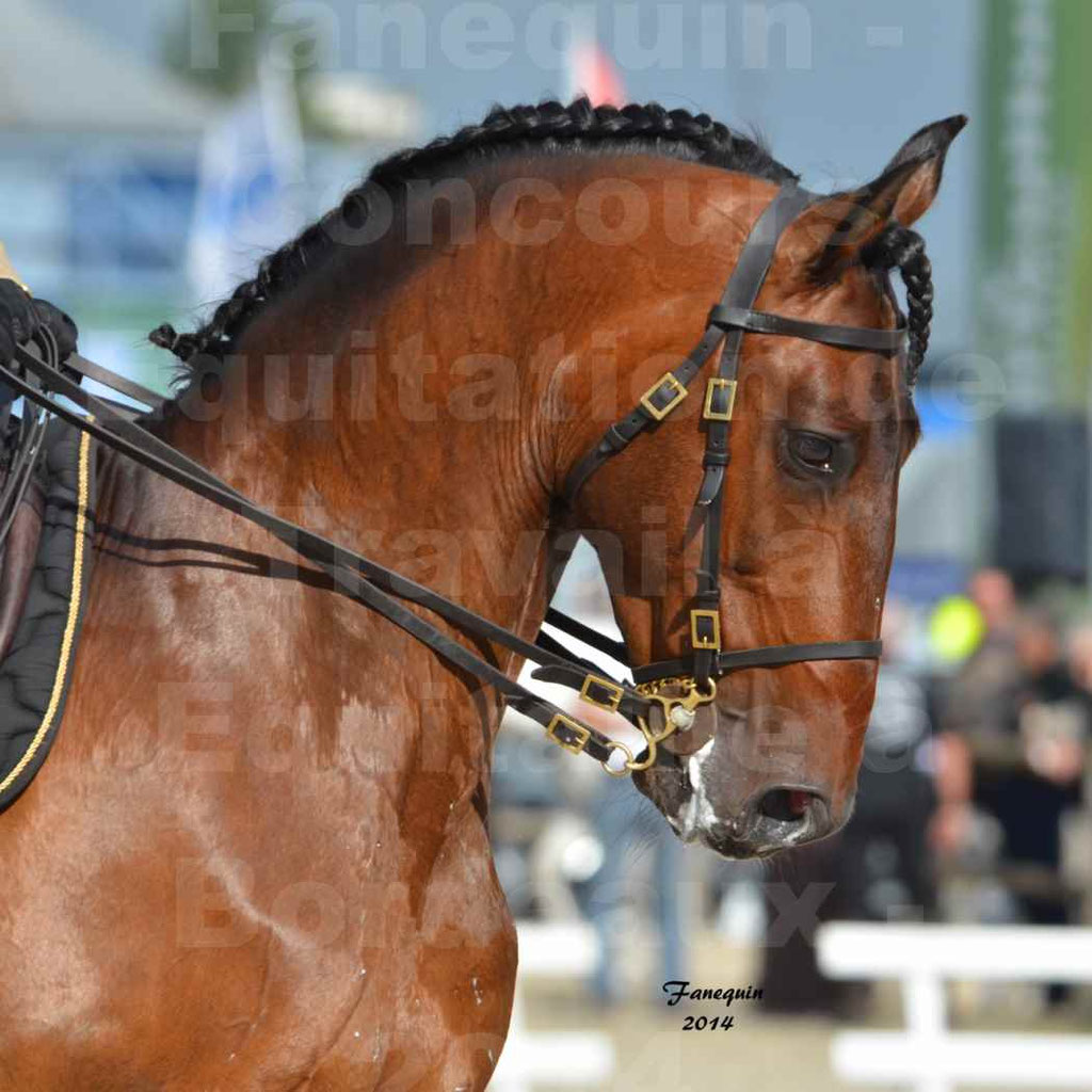 Salon Equitaine Bordeaux 2014 - Portraits de chevaux d'Equitation de travail - 70