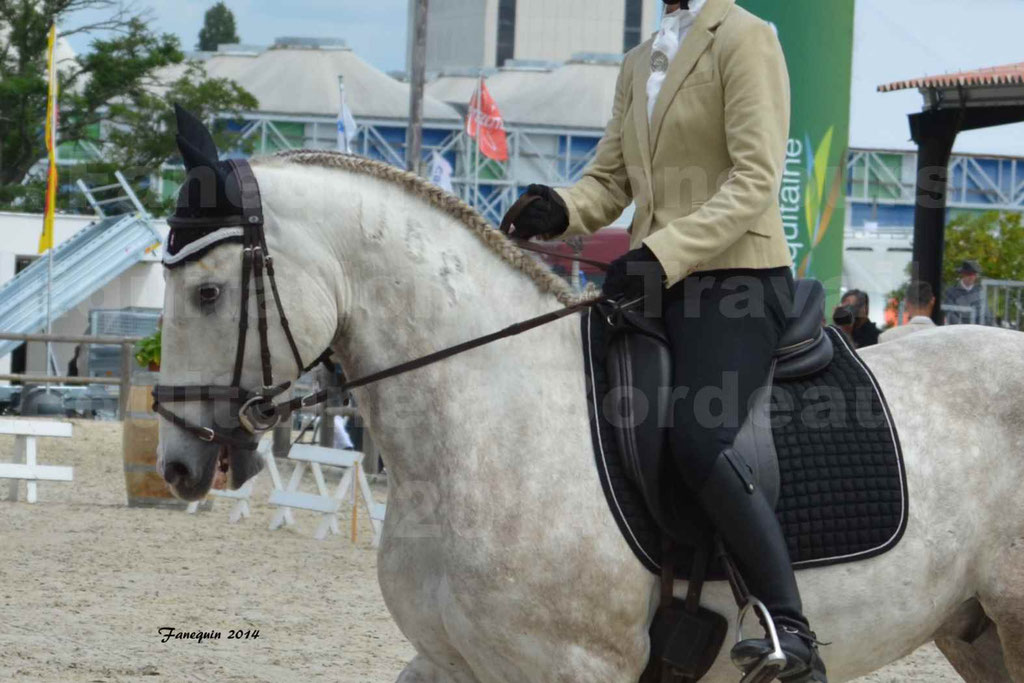 Salon Equitaine Bordeaux 2014 - Portraits de chevaux d'Equitation de travail - 43