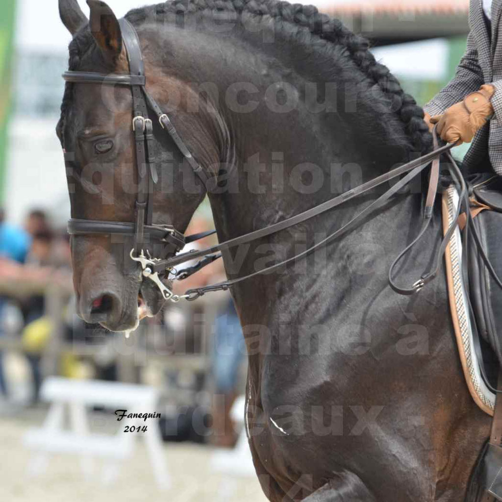 Salon Equitaine Bordeaux 2014 - Portraits de chevaux d'Equitation de travail - 41