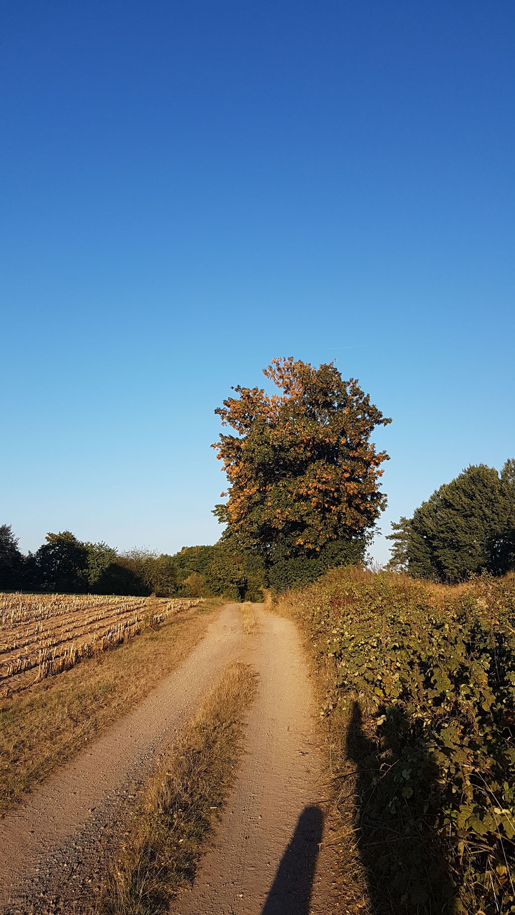 Spaziergänge in der Natur 