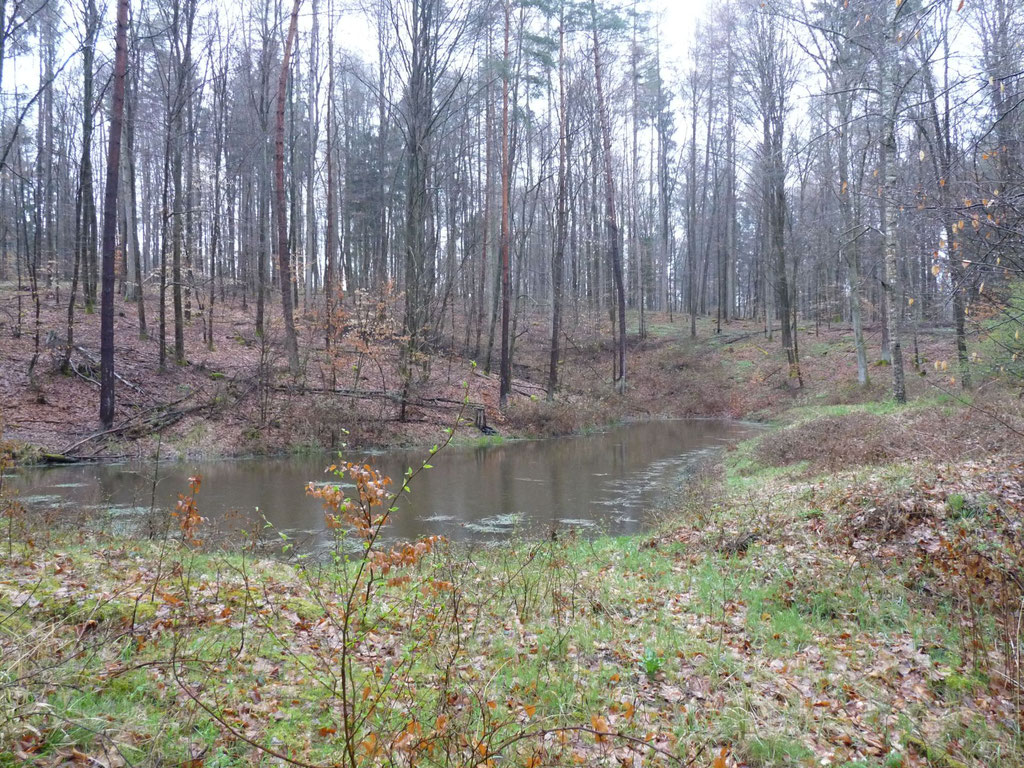 Das dritte der besuchten Biotope mitten im Wald.