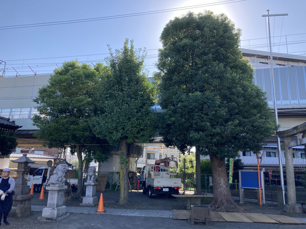 神奈川県川崎市の神社の高木剪定。