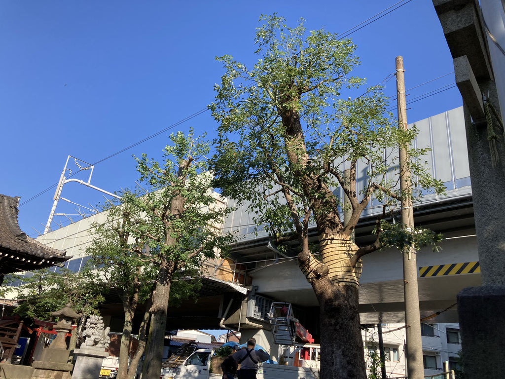 神奈川県川崎市の神社の高木剪定。